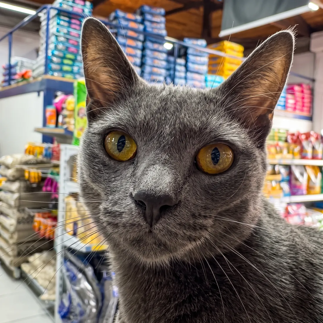 Gato cinza de olhos amarelos encarando a câmera no corredor da loja